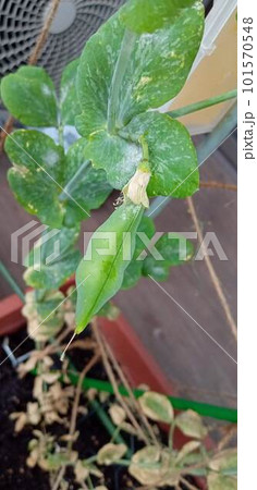 ベランダ家庭菜園ではうどん粉病が広がりやすい ベランダ家庭菜園ではうどん粉病が広がりやすい 101570548
