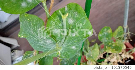 エンドウ豆に出てきたうどん粉病の初期症状 エンドウ豆に出てきたうどん粉病の初期症状 101570549