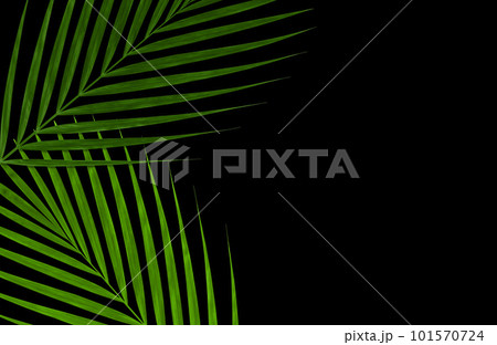 トロピカルな背景やパターンに使える、美しいフォルムの「緑」の椰子の葉 101570724