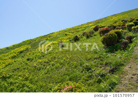 5月の大室山 5月の大室山 101570957
