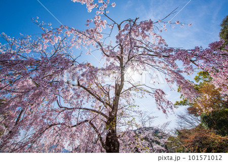 青空に映える満開の枝垂れ桜 青空に映える満開の枝垂れ桜 101571012