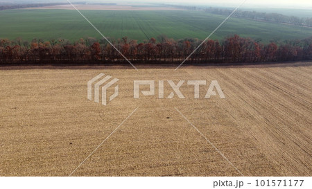 Large yellow field after wheat harvest, trees, dirt road, field with green agricultural plants on sunny autumn day. Aerial drone view. Agricultural agrarian landscape. Countryside scenery. Farm fields Large yellow field after wheat harvest, trees, dirt road, field with green agricultural plants on sunny autumn day. Aerial drone view. Agricultural agrarian landscape. Countryside scenery. Farm fields 101571177