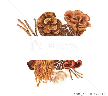 Watercolor medicinal mushroom frame, adaptogenic plant. Hand-drawn illustration isolated on white background. Perfect concept for healthy chinese medicine popular superfood, design packing. Watercolor medicinal mushroom frame, adaptogenic plant. Hand-drawn illustration isolated on white background. Perfect concept for healthy chinese medicine popular superfood, design packing. 101572512