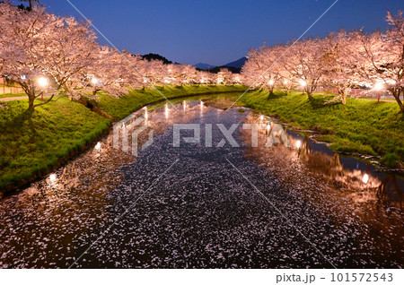 夜桜と花筏の風景 夜桜と花筏の風景 101572543