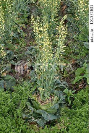 キャベツの花 101572635