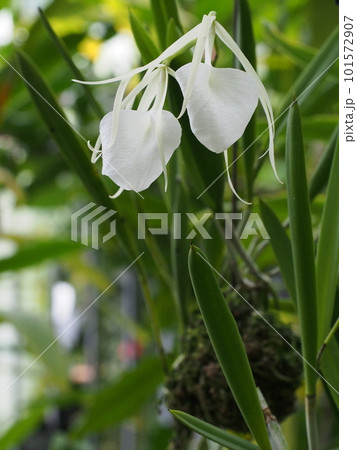 ブラッサボラ・ノドサ 　Brassavola nodosa　ランの原種 101572907