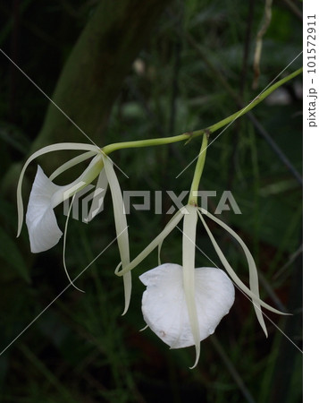 ブラッサボラ・ノドサ Brassavola nodosa ランの原種 ブラッサボラ・ノドサ Brassavola nodosa ランの原種 101572911