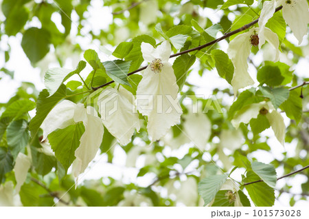 ハンカチノキの白い花 ハンカチノキの白い花 101573028