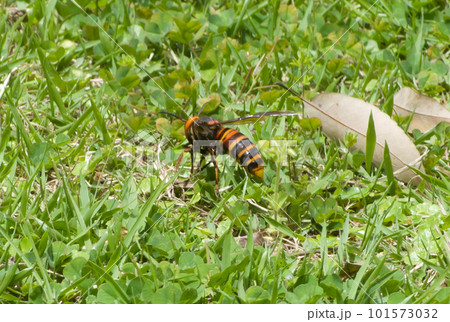 草むらにとまるスズメバチ 101573032