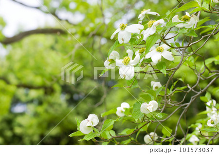 白いハナミズキの花と新緑背景 101573037