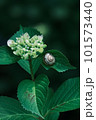 紫陽花とカタツムリ 101573440