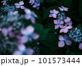 雨に濡れた紫陽花 101573444