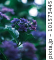 雨に濡れた紫陽花 101573445