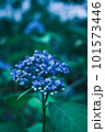 青い紫陽花 101573446