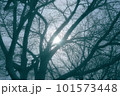 木漏れ日 101573448