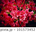 赤いツツジ 101573452