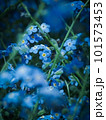 青い花 101573453