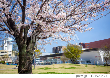 いこいの道に咲く満開の桜とホルトホール 101573473