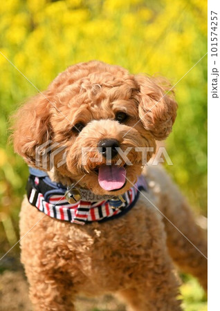 菜の花畑で遊ぶトイプードル 101574257