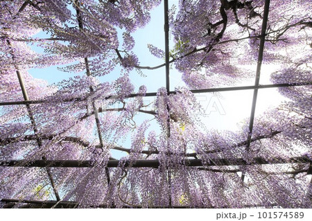 樹齢300年を超える立派な藤が満開(羽島市 竹鼻別院) 樹齢300年を超える立派な藤が満開(羽島市 竹鼻別院) 101574589