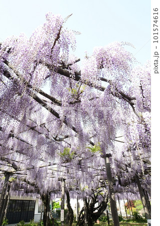 樹齢300年を超える立派な藤が満開(羽島市 竹鼻別院) 樹齢300年を超える立派な藤が満開(羽島市 竹鼻別院) 101574616