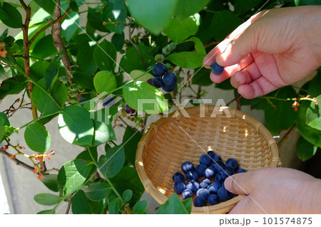 ブルーベリーの収穫 ブルーベリーの収穫 101574875