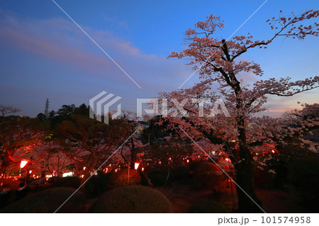 ぼんぼり点灯する桜満開の八幡山公園／栃木県宇都宮市 101574958