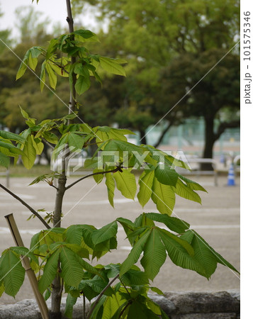公園のトチノキの大葉 公園のトチノキの大葉 101575346