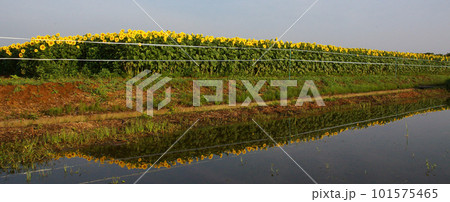 夏の風物詩黄色い大輪のひまわり畑4 夏の風物詩黄色い大輪のひまわり畑4 101575465