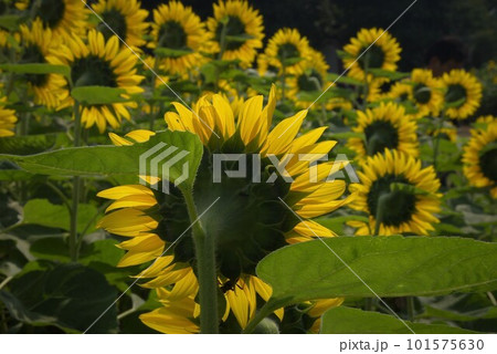 暑い夏の風物詩大きな黄色いひまわり4 101575630