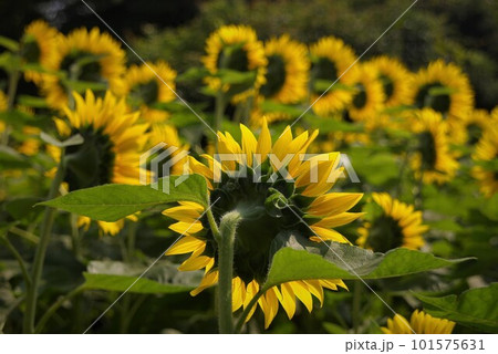 暑い夏の風物詩大きな黄色いひまわり5 101575631