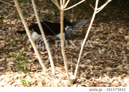 鳩を襲う俊敏な猫 101575642