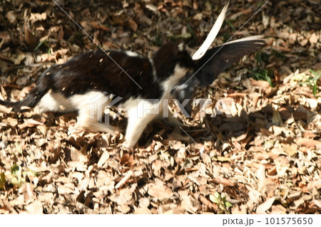 鳩を襲う俊敏な猫 101575650