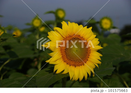 暑い夏の風物詩大きな黄色いひまわり12 101575663