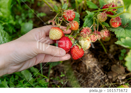 Gardening and agriculture concept. Woman farm worker hand harvesting red ripe strawberry in garden. Woman picking strawberries berry fruit in field farm. Eco healthy organic home grown food concept Gardening and agriculture concept. Woman farm worker hand harvesting red ripe strawberry in garden. Woman picking strawberries berry fruit in field farm. Eco healthy organic home grown food concept 101575672