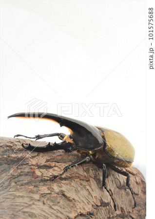 ヘラクレスオオカブトのヘラクレスヘラクレス樹木の上で 白背景 ヘラクレスオオカブトのヘラクレスヘラクレス樹木の上で 白背景 101575688