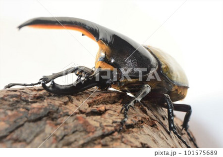 ヘラクレスオオカブトのヘラクレスヘラクレス樹木の上で　白背景 101575689