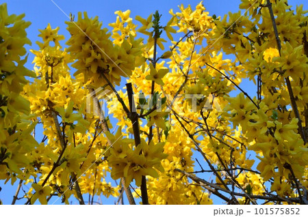 青空に映える、レンギョウ(連翹)の花 青空に映える、レンギョウ(連翹)の花 101575852