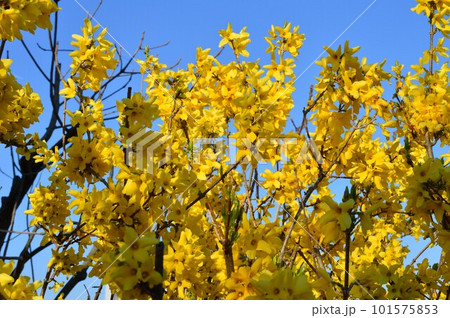 青空に映える、レンギョウ(連翹)の花 青空に映える、レンギョウ(連翹)の花 101575853