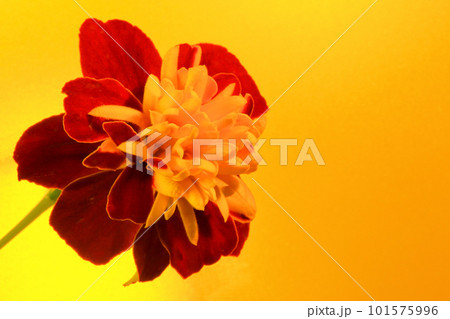 きれいなマリーゴールド 101575996