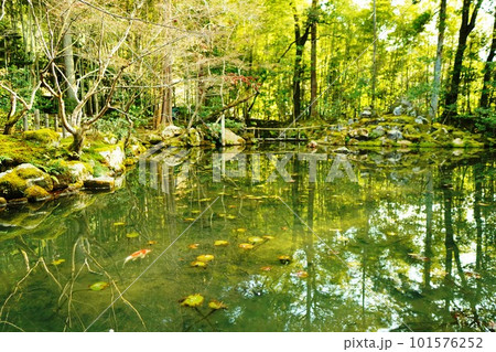 緑一面の池で泳ぐ鯉 緑一面の池で泳ぐ鯉 101576252