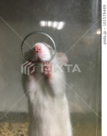 Cute white mouse in the zoo. Animal in the cage. Cute white mouse in the zoo. Animal in the cage. 101576489