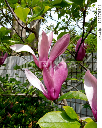 モクレンの花 101576541