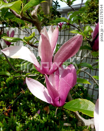 モクレンの花 101576544