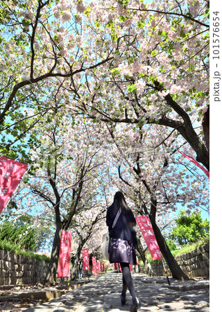 藤沢遊行寺のいろは坂に咲く八重桜 藤沢遊行寺のいろは坂に咲く八重桜 101576654