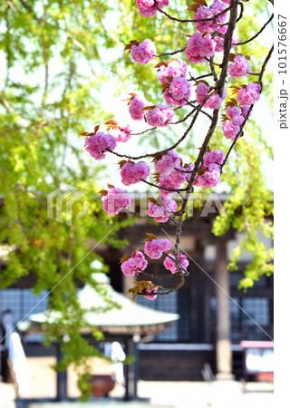 藤沢遊行寺に咲く八重桜 101576667