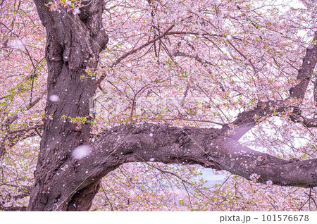 桜の木を見上げて 桜の木を見上げて 101576678