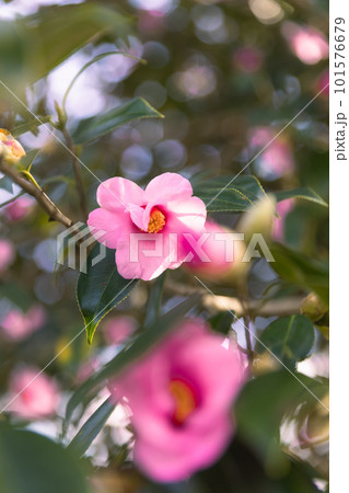 椿の花 椿の花 101576679