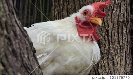 鶏さんと地域探索紀行 鶏さんと地域探索紀行 101576770
