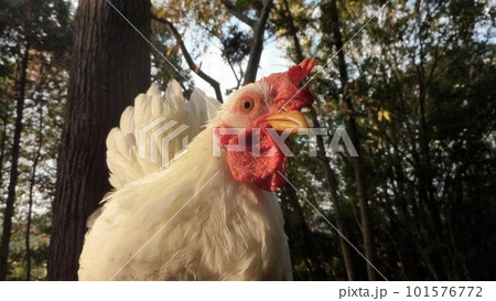 鶏さんと地域探索紀行 鶏さんと地域探索紀行 101576772